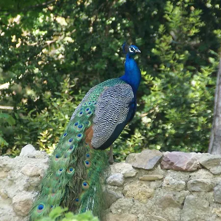 Beautiful With Pool Autignac (Herault)